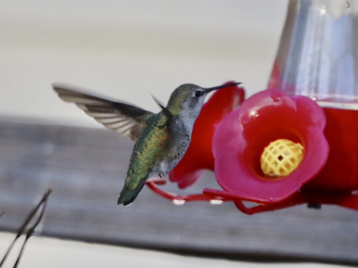 Anna's Hummingbird - Denise Chambers