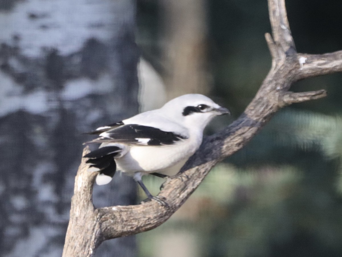 Northern Shrike - Denise Chambers