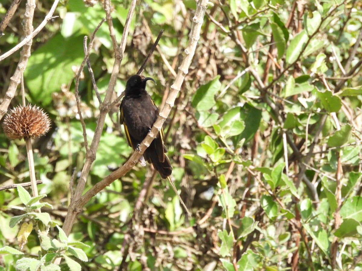 Golden-winged Sunbird - Mark Smiles