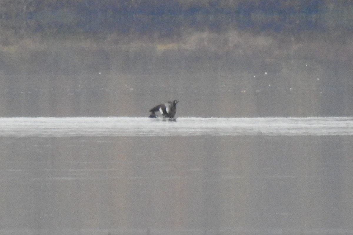 White-winged Scoter - ML610137219