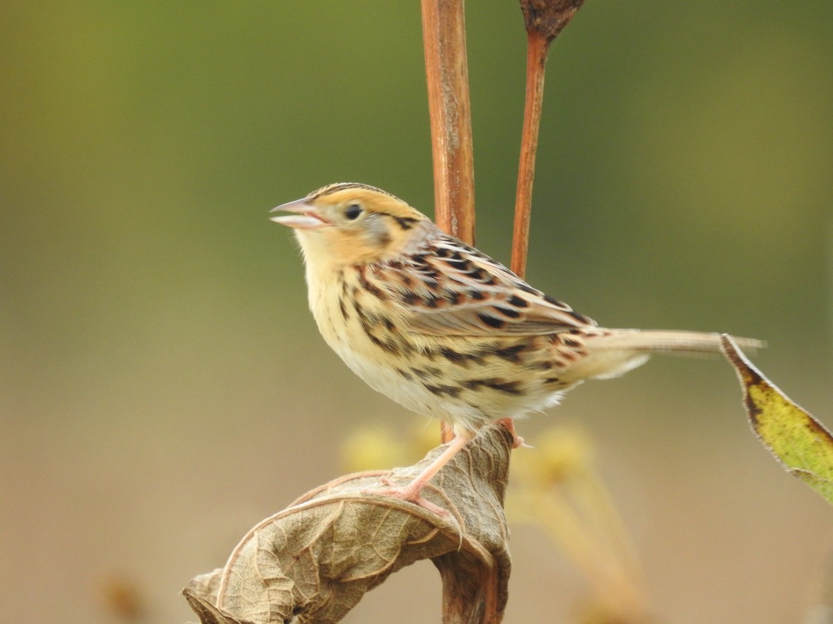 LeConte's Sparrow - ML610137265