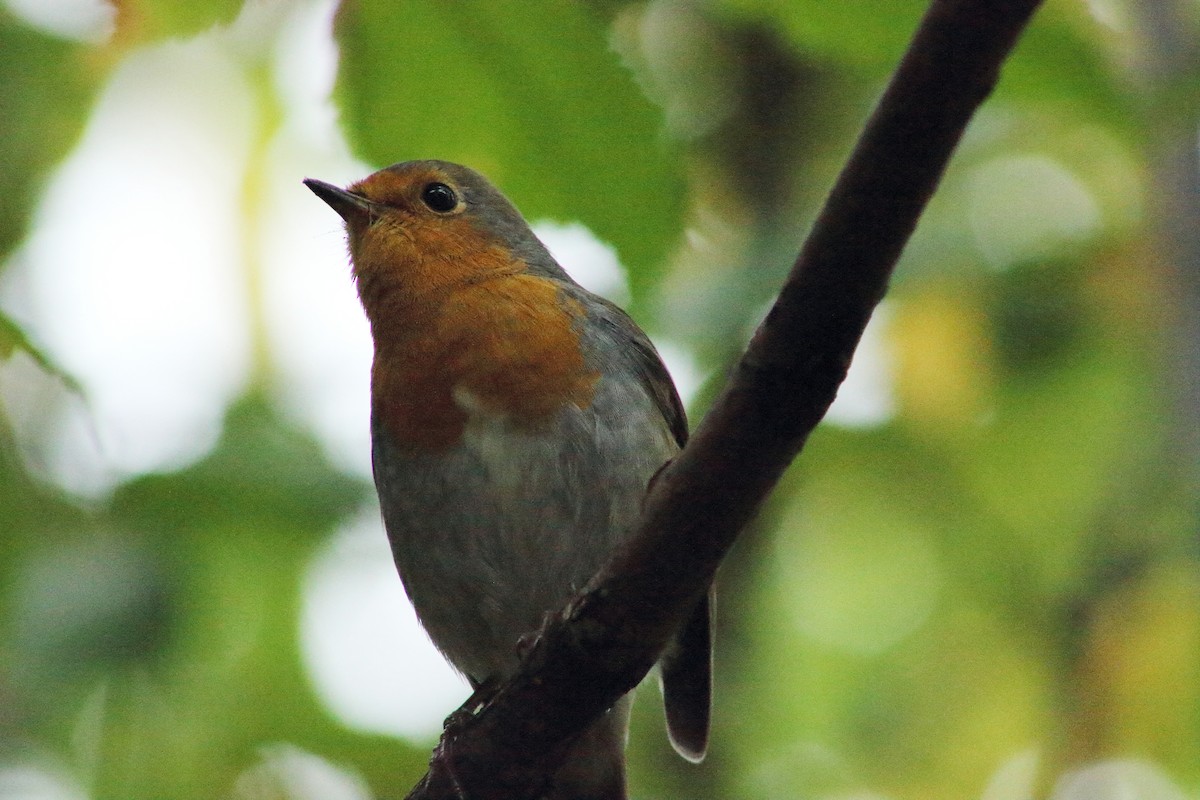 European Robin - ML610137273