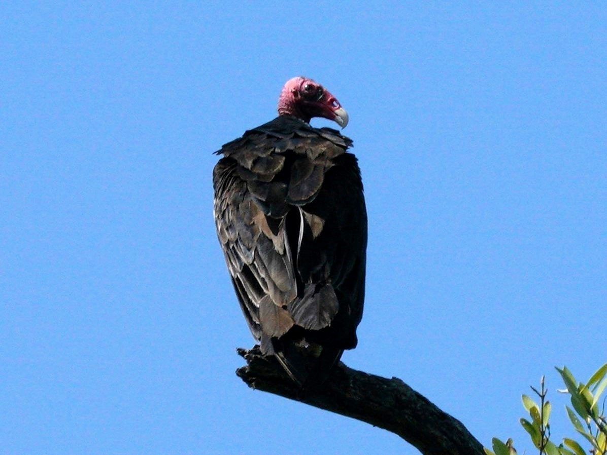 Turkey Vulture - ML610137350