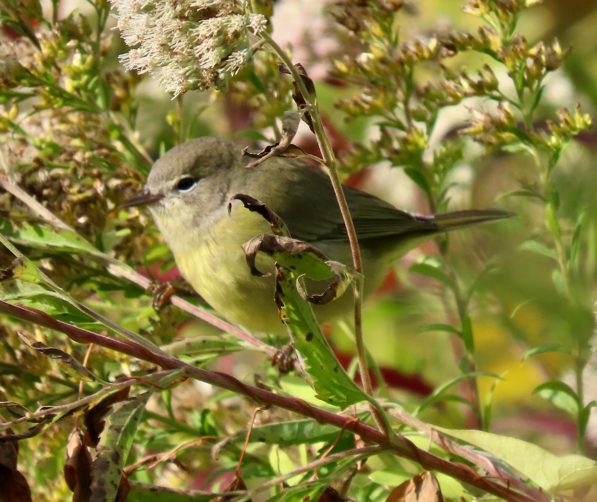 Orange-crowned Warbler (celata) - Randy Shonkwiler