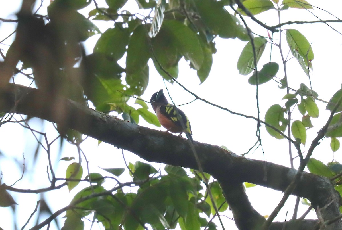 Banded Broadbill (Javan) - ML610137400