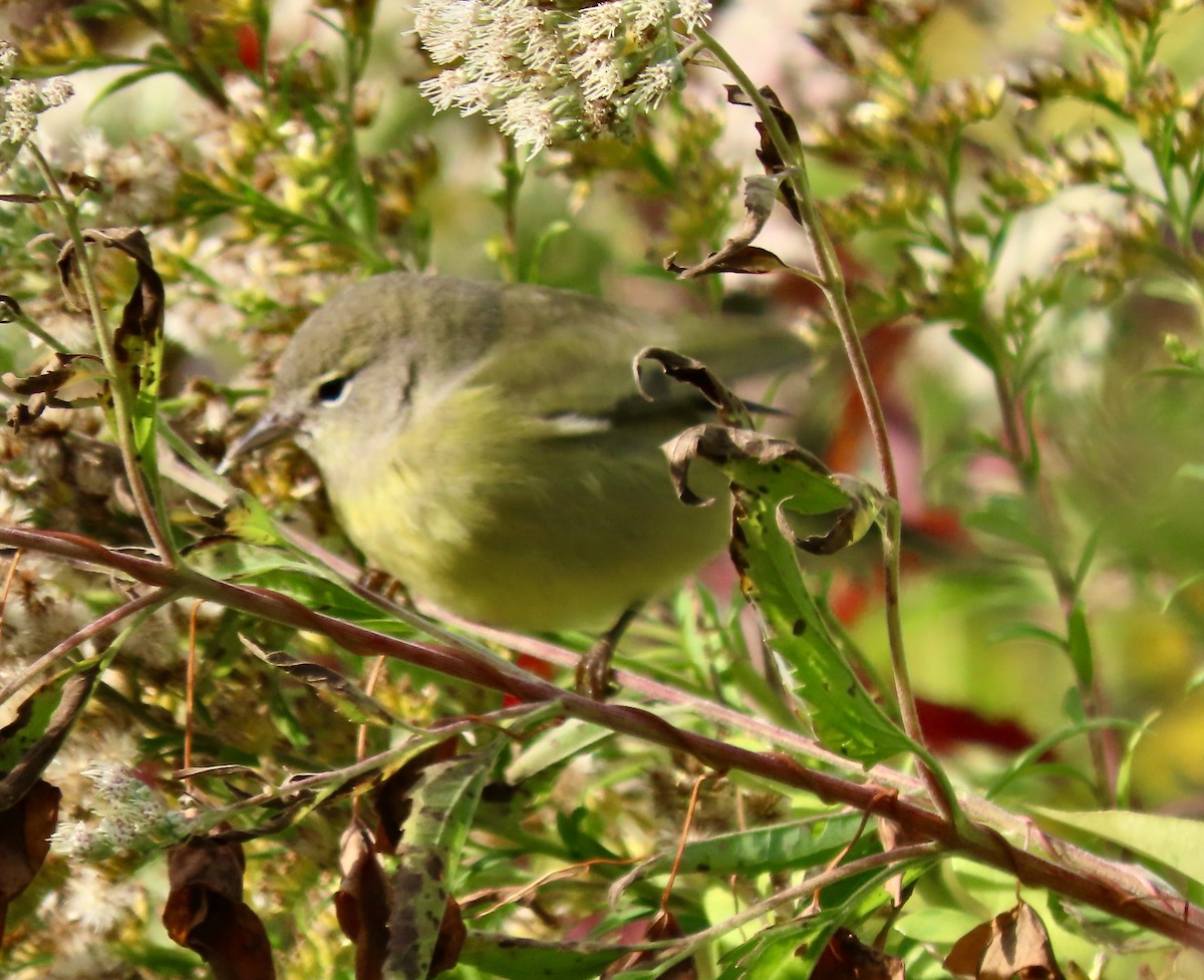 Orange-crowned Warbler (celata) - Randy Shonkwiler