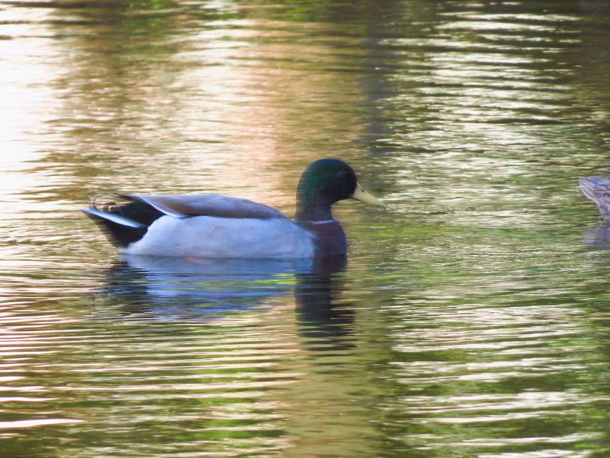 Mallard - ML610137471