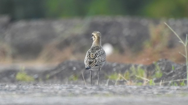 Chorlito dorado europeo/americano/siberiano - ML610137516