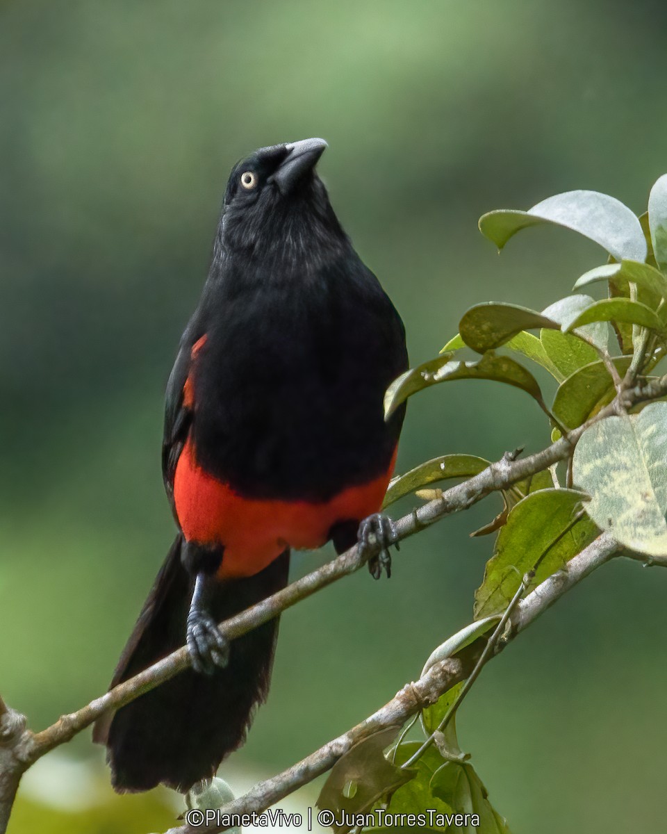 Red-bellied Grackle - Juan Torres Tavera