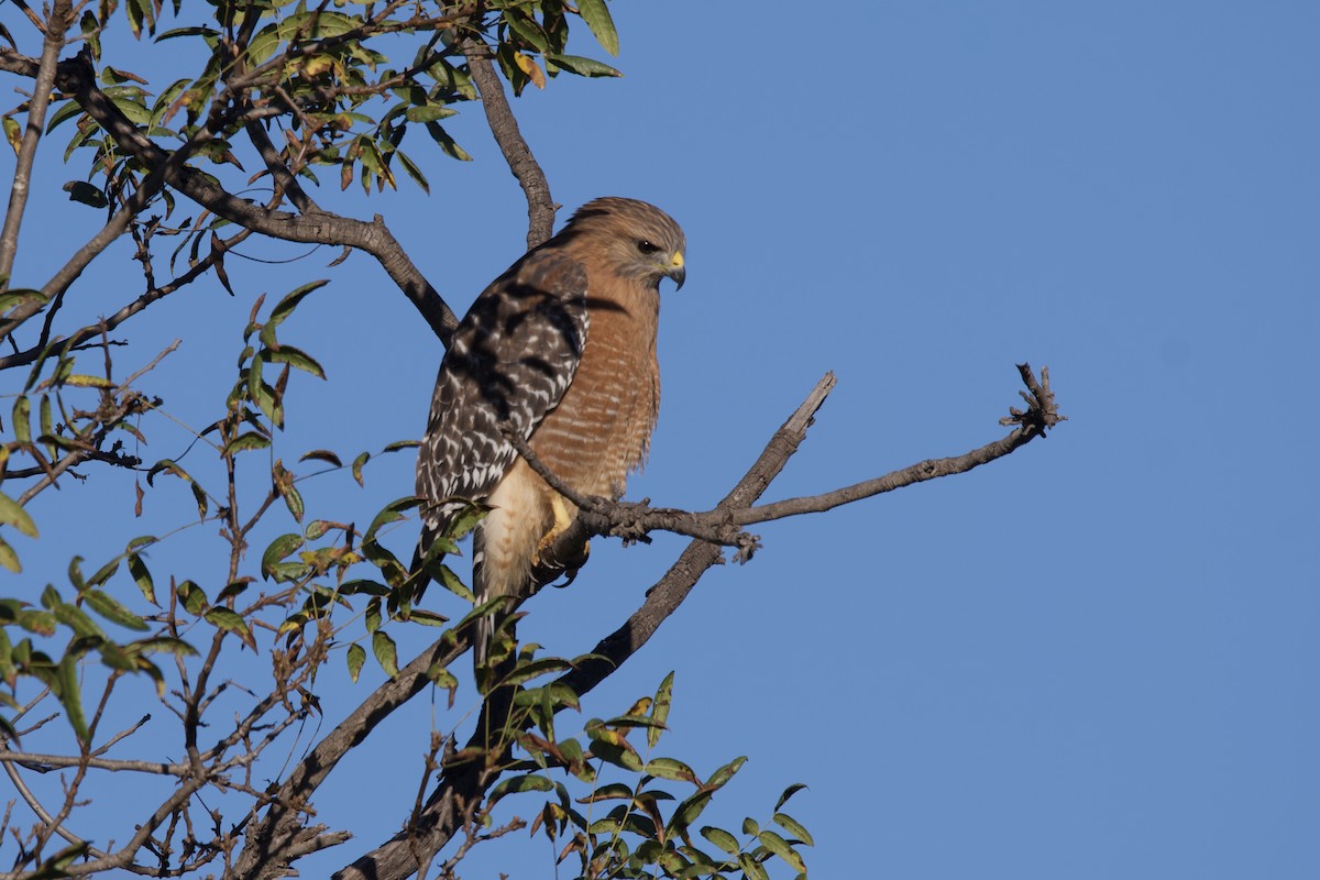 Red-shouldered Hawk - ML610137586