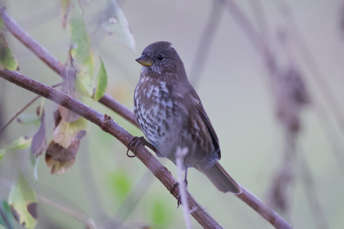 Fox Sparrow - ML610137593