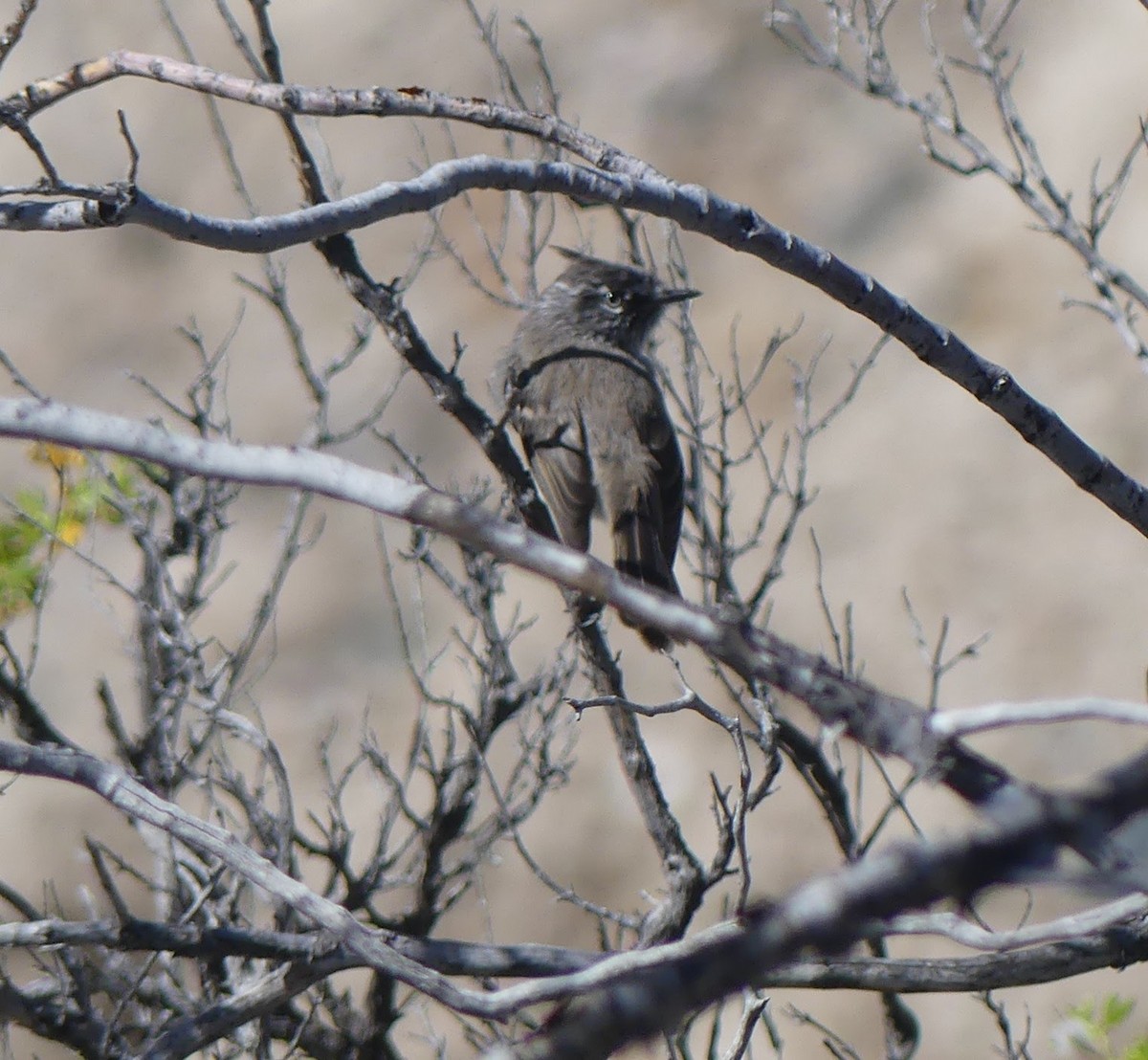 Tufted Tit-Tyrant - ML610137645