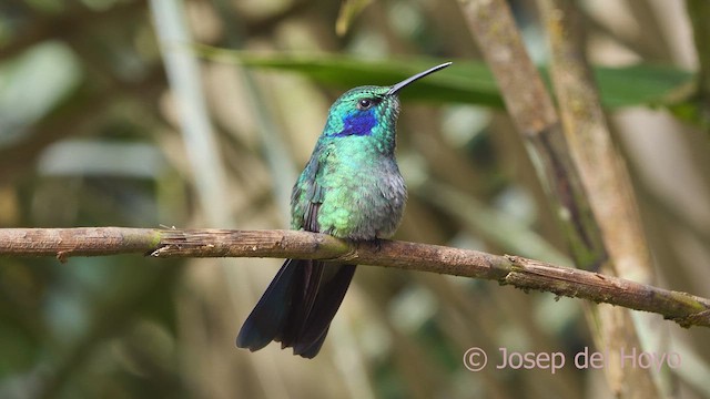 ヒメミドリハチドリ（cyanotus／crissalis） - ML610137653