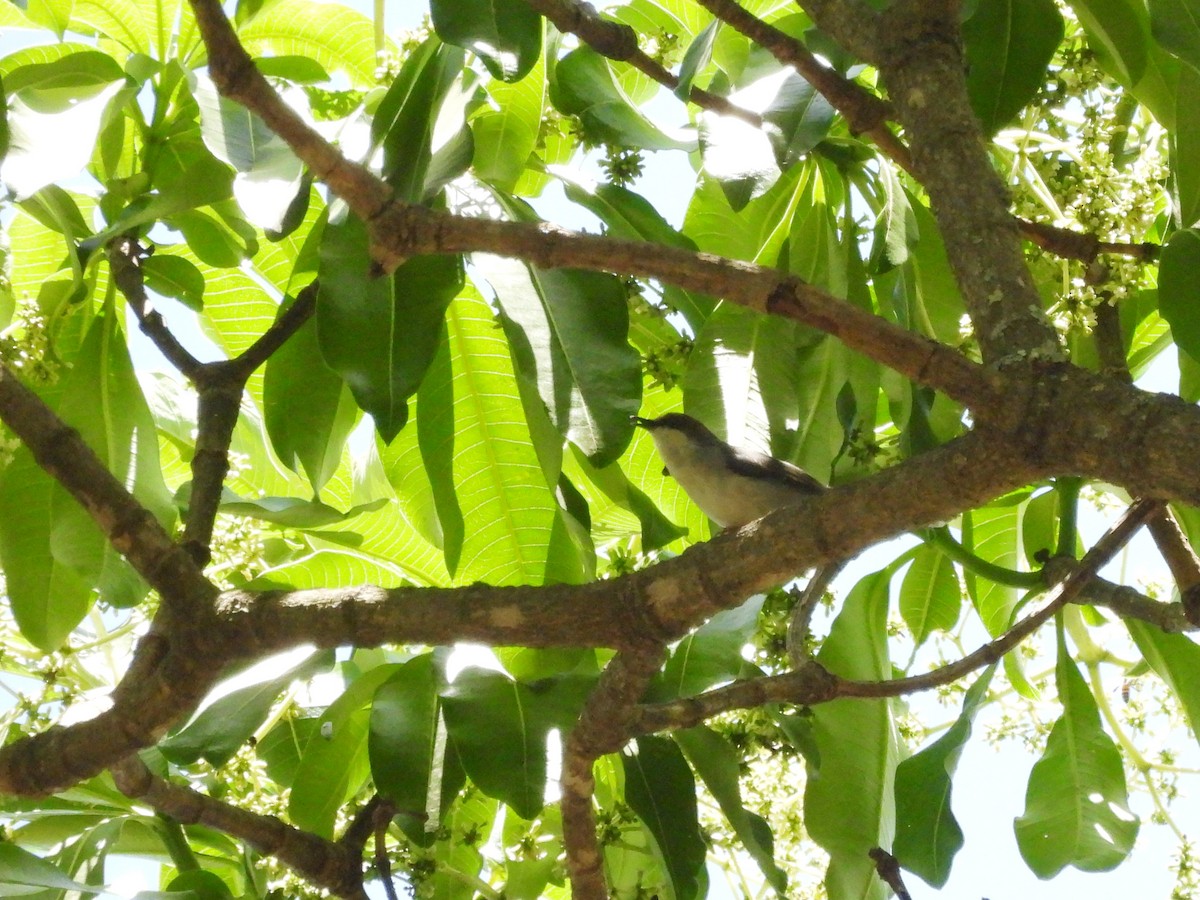 Brown-headed Apalis - ML610137779