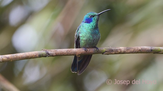 Зелоногрудый фиалкоух (cyanotus/crissalis) - ML610137820