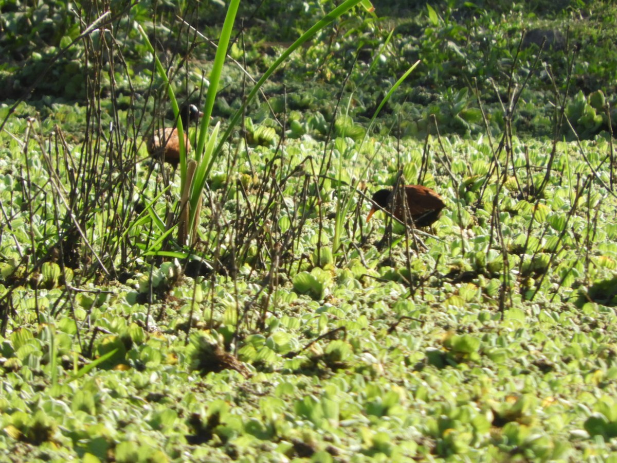 Wattled Jacana - ML610137851