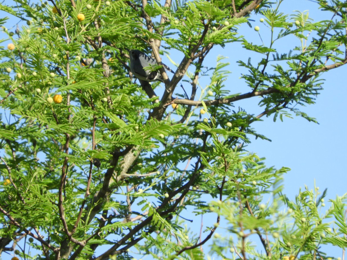 Masked Gnatcatcher - ML610137883