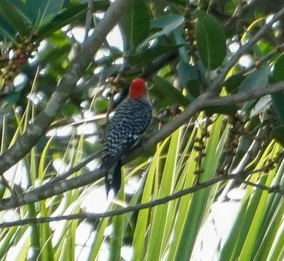 Red-bellied Woodpecker - ML61013791