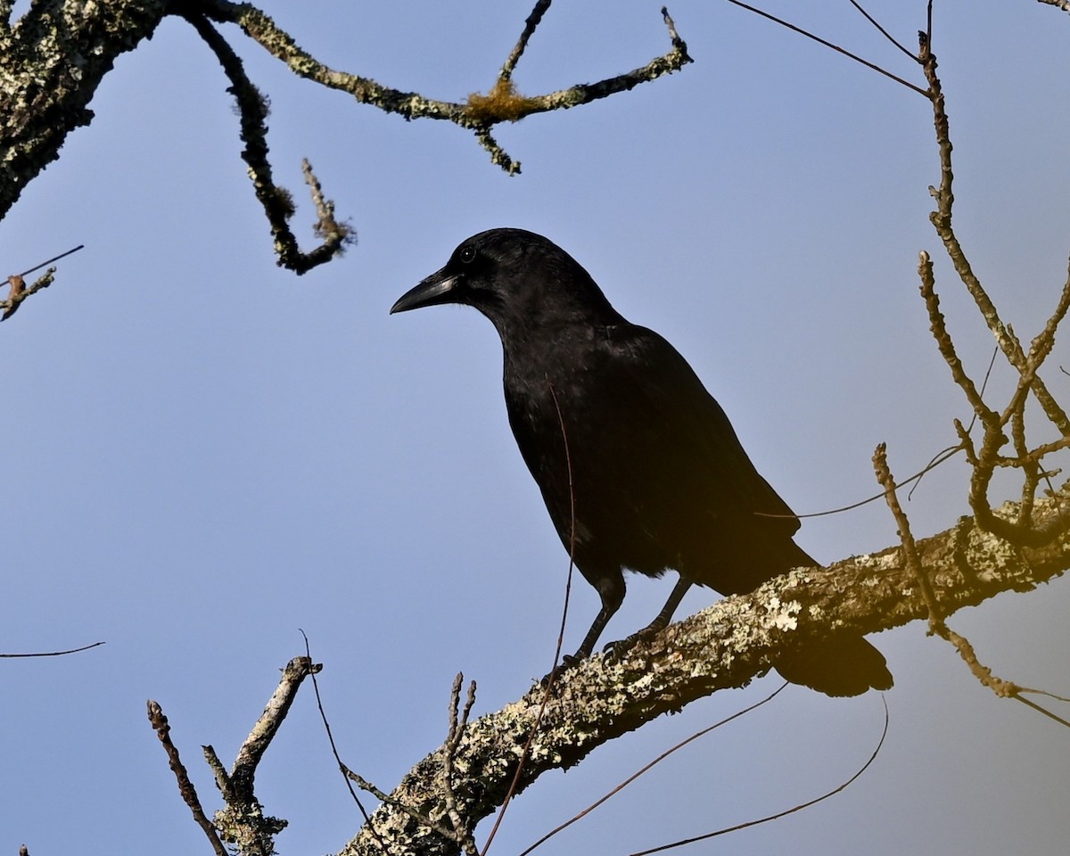 American Crow - ML610137911