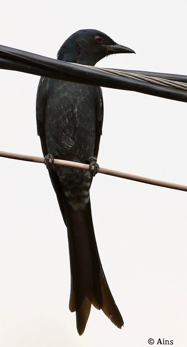 askedrongo - ML610137934