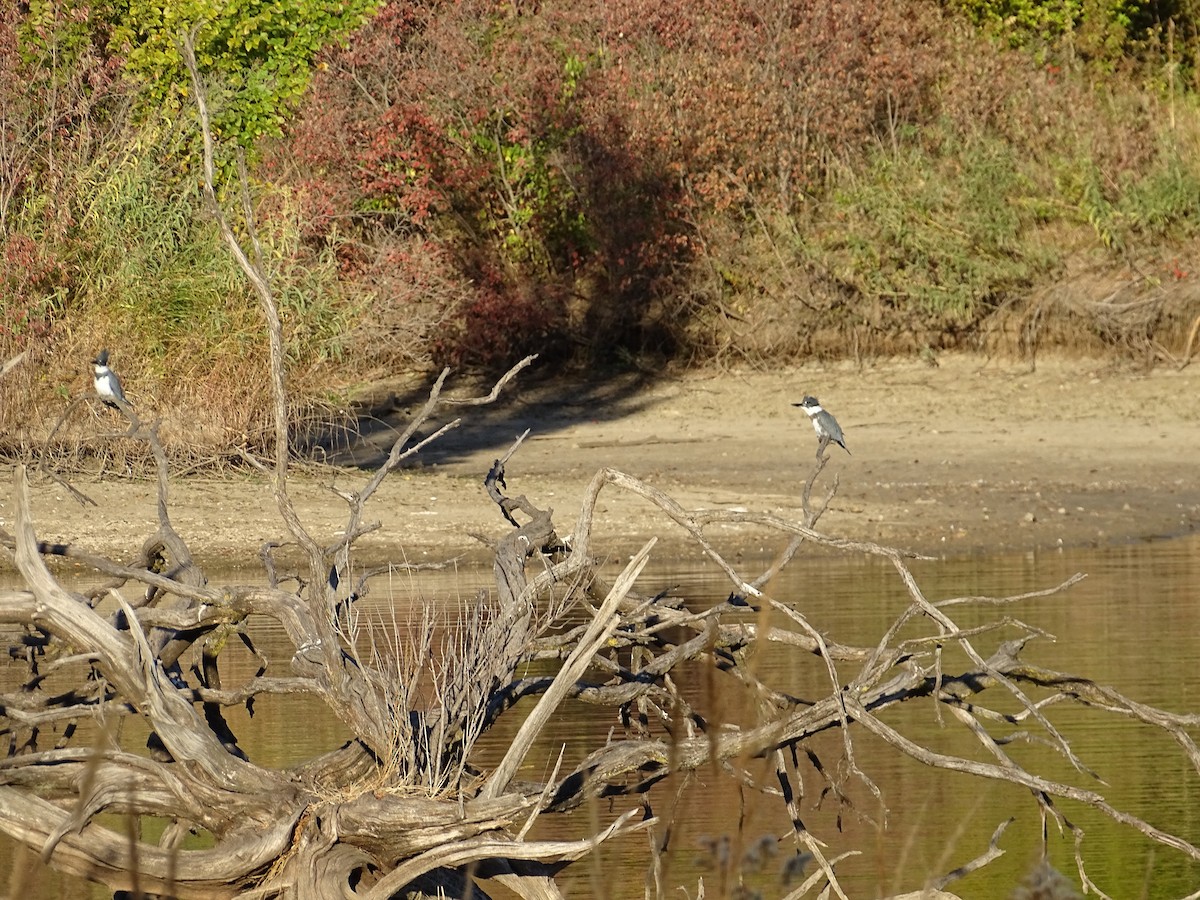 Belted Kingfisher - Gary Northwall