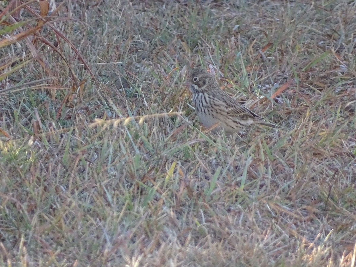 Vesper Sparrow - Gary Northwall