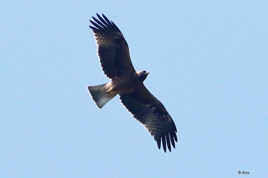Booted Eagle - ML610138072