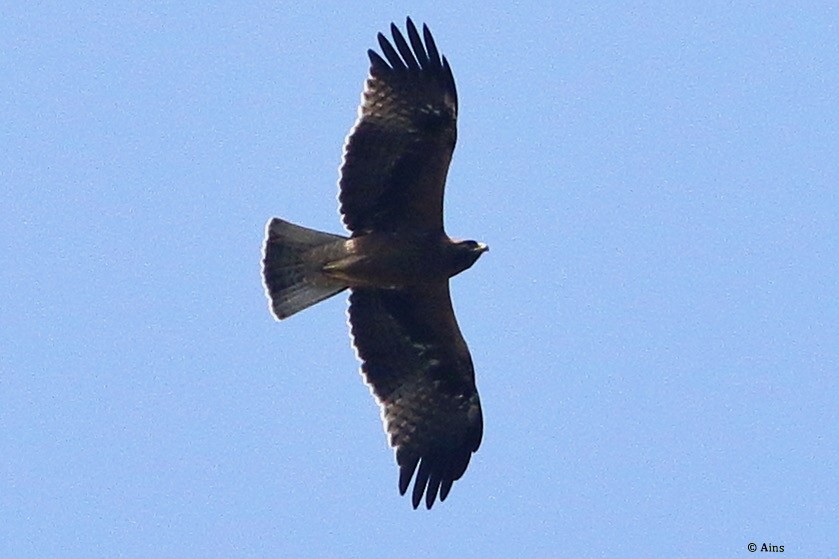 Booted Eagle - ML610138073