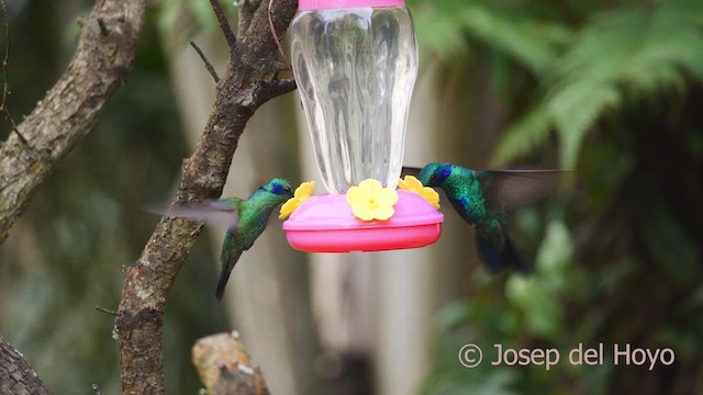 Colibrí Oreja Violeta Menor (andino) - ML610138077