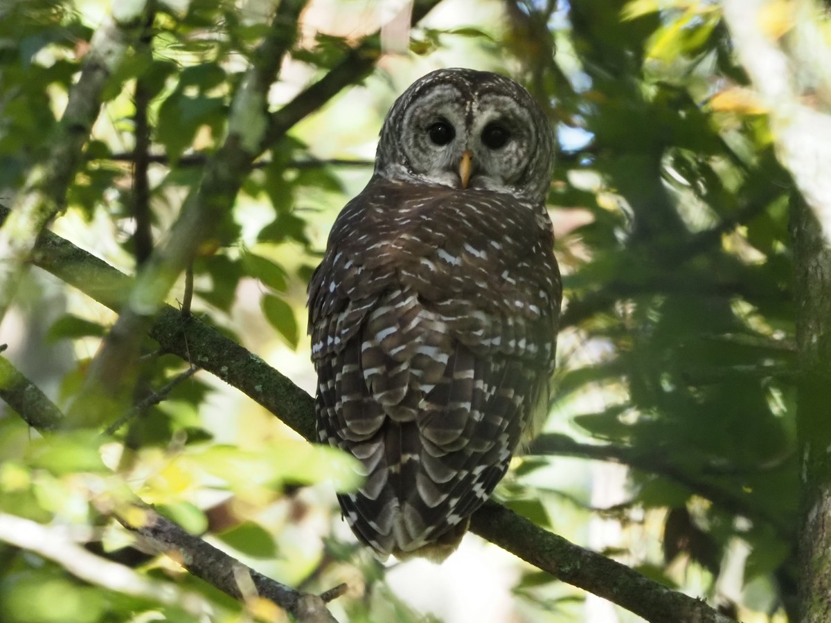 Barred Owl - ML610138133