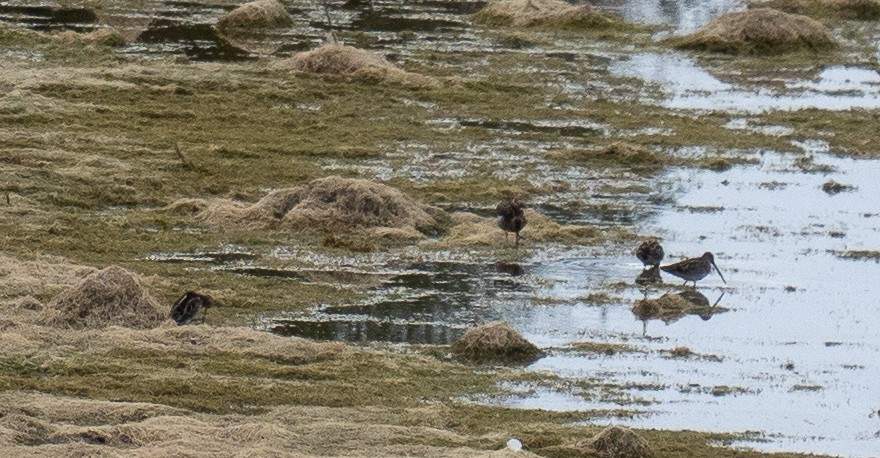 Common Snipe - ML610138134