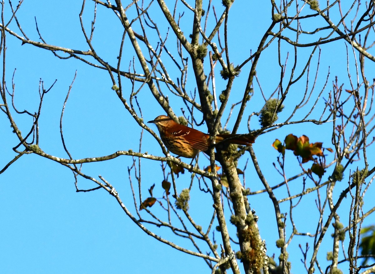 Brown Thrasher - Dan Bormann