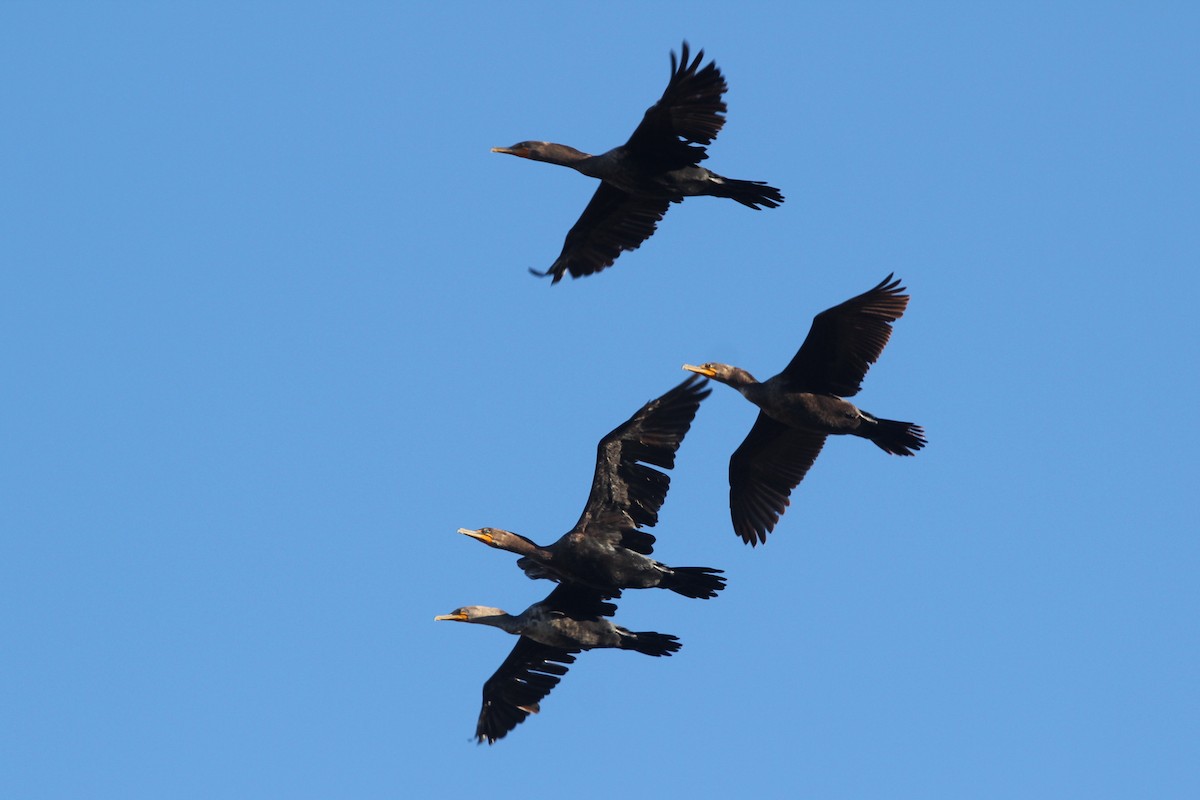 Double-crested Cormorant - ML610138253