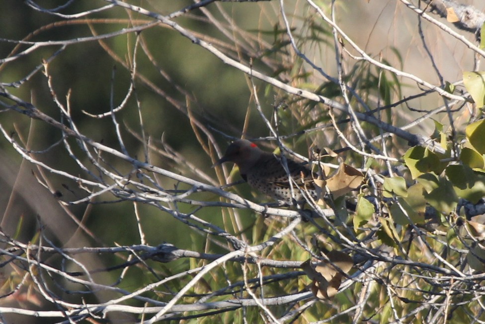 Northern Flicker (Yellow-shafted) - ML610138266