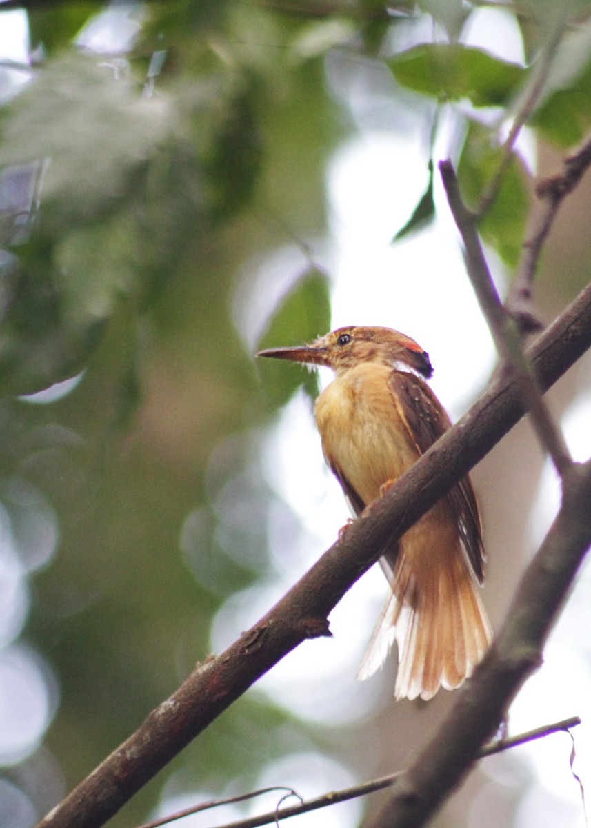 Tropical Royal Flycatcher (Pacific) - ML610138301