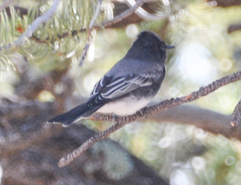 Black Phoebe - ML610138303