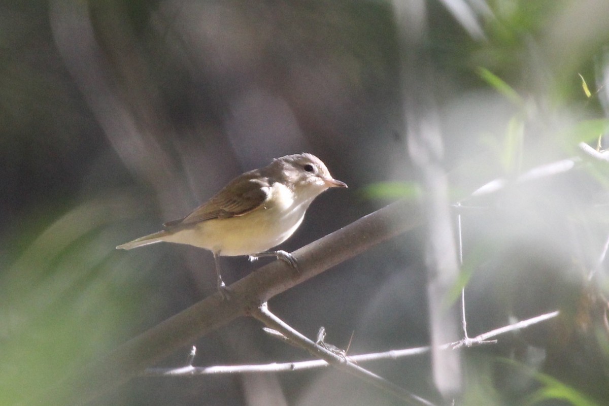 Warbling Vireo - Caleb Strand