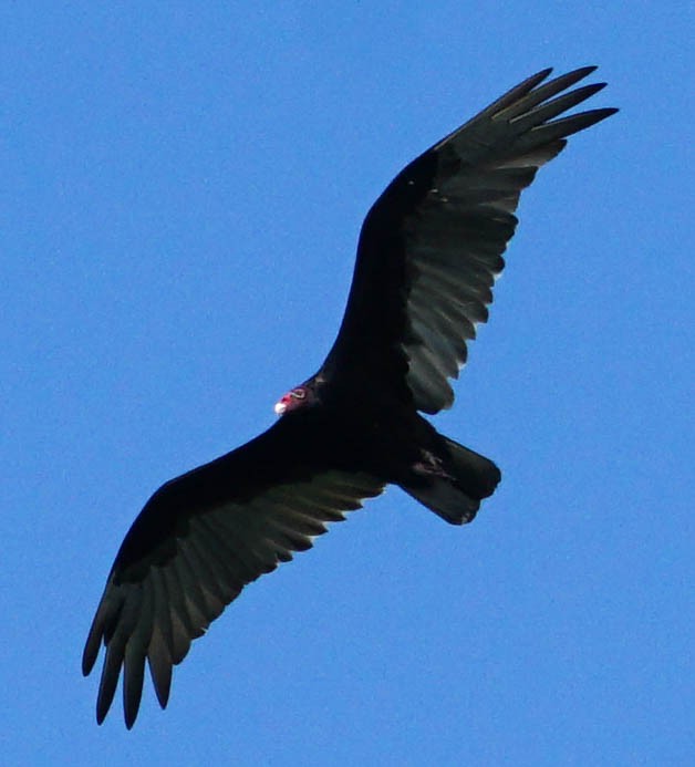 Turkey Vulture - ML61013841