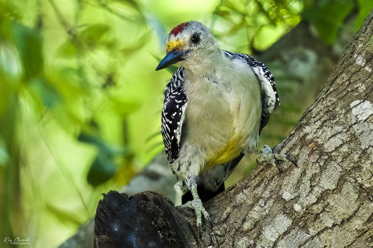 Golden-fronted Woodpecker - ML610138430