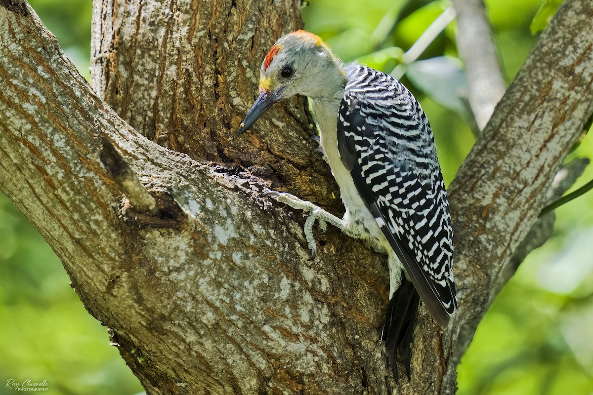 Golden-fronted Woodpecker - ML610138431