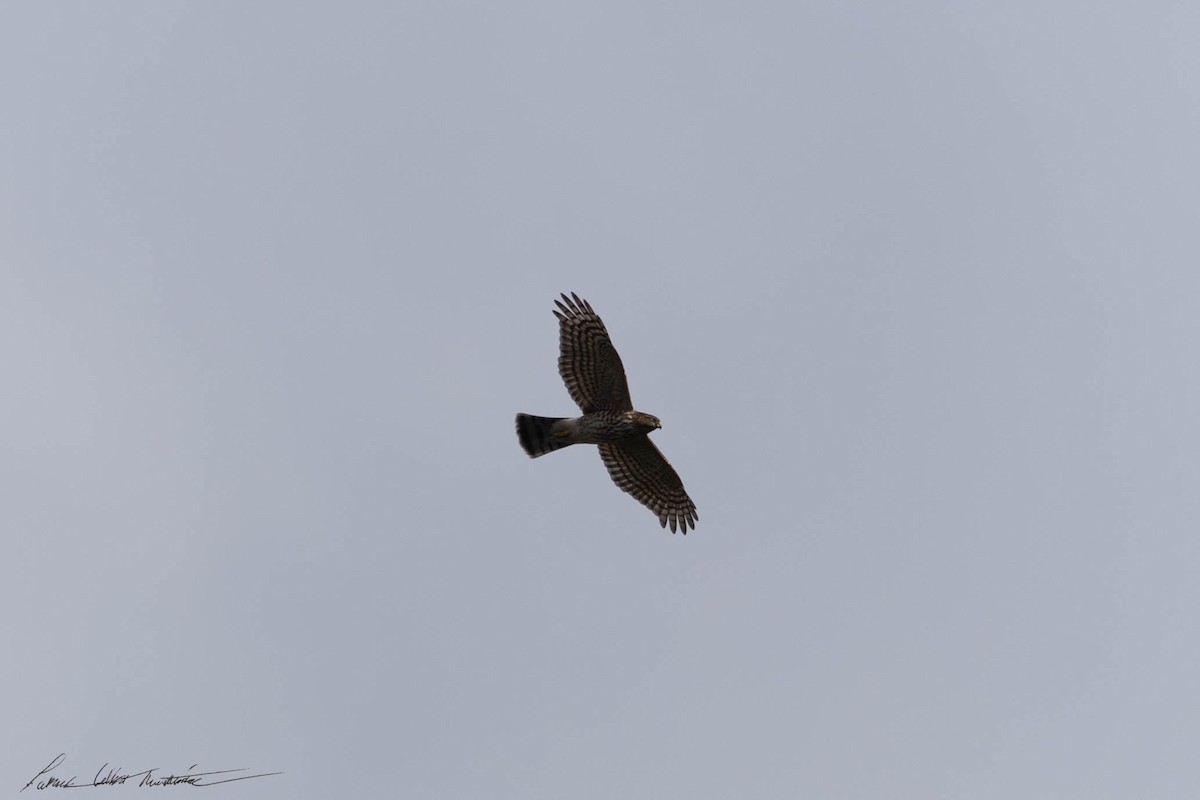 Sharp-shinned Hawk - ML610138458