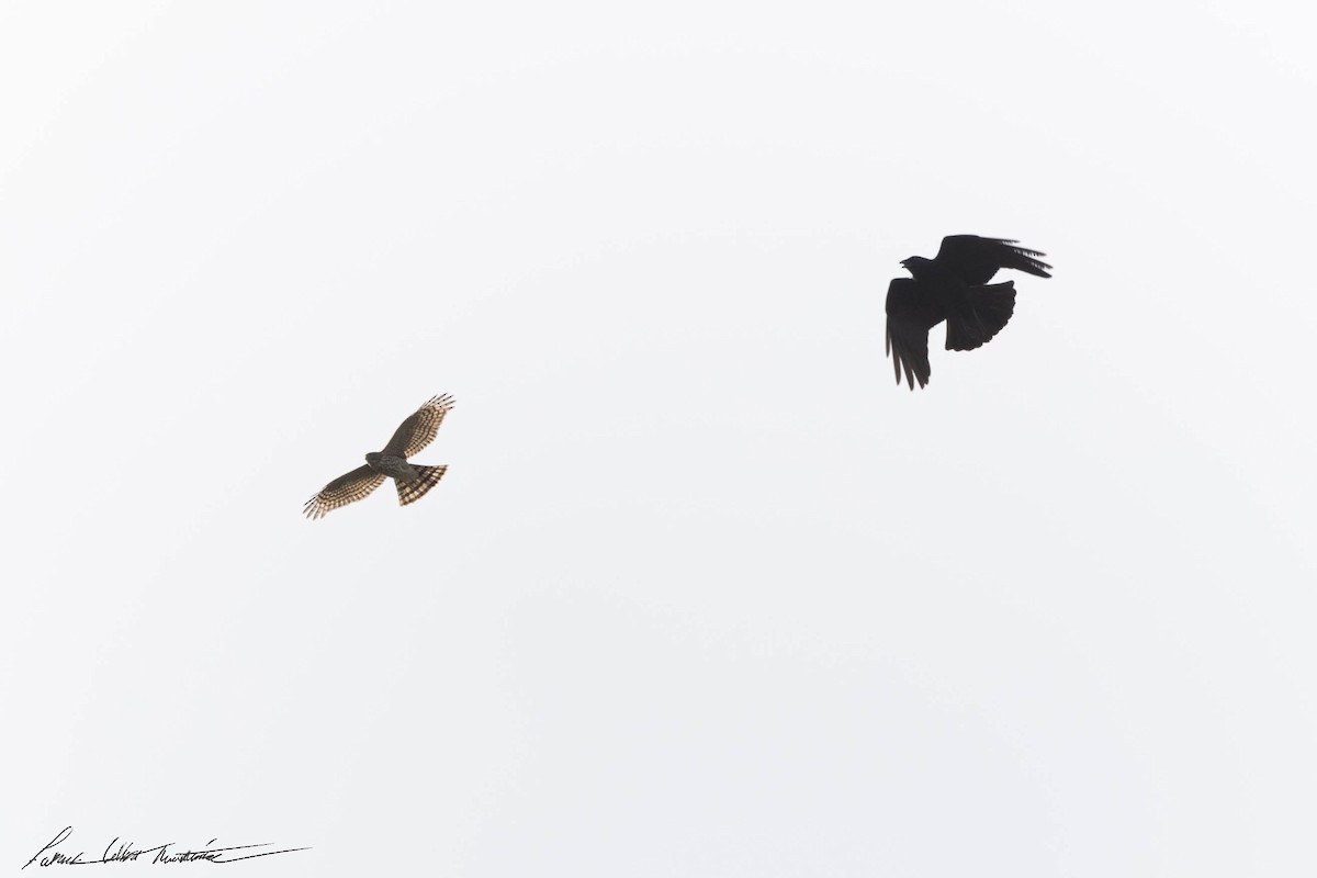 Sharp-shinned Hawk - ML610138460