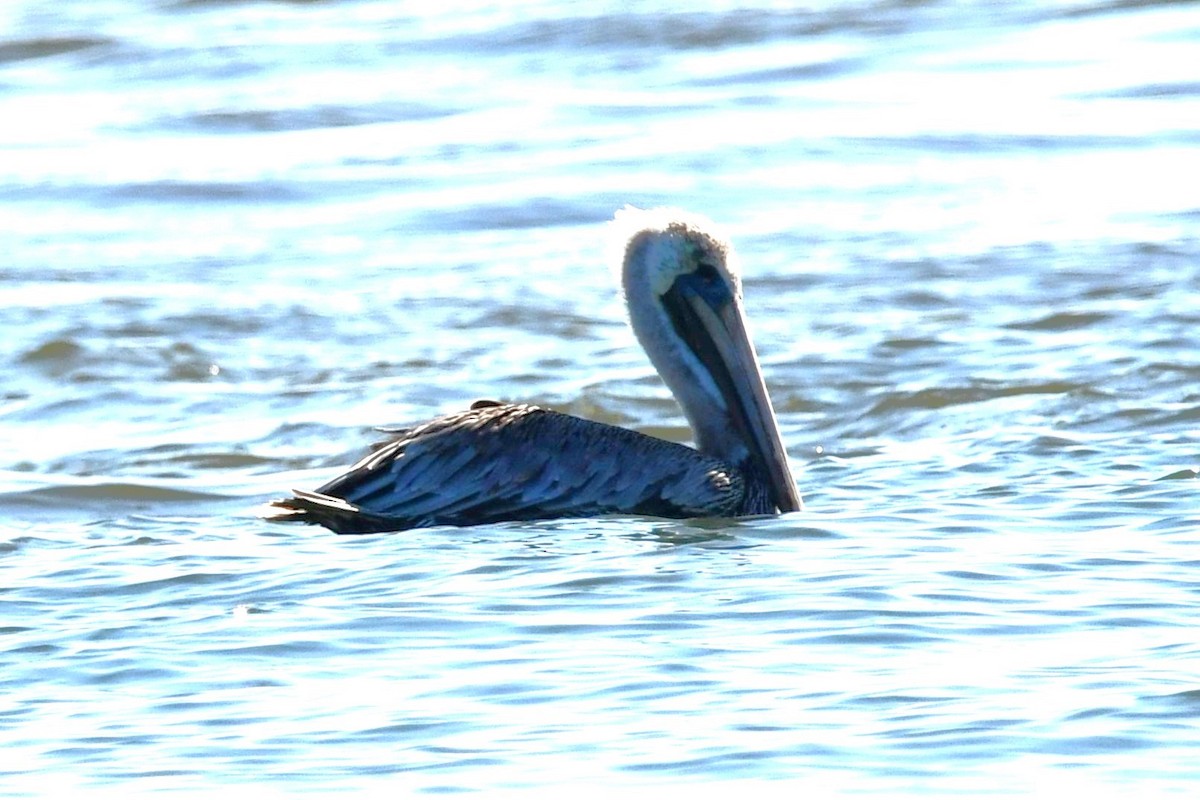 Brown Pelican - Dan Bormann