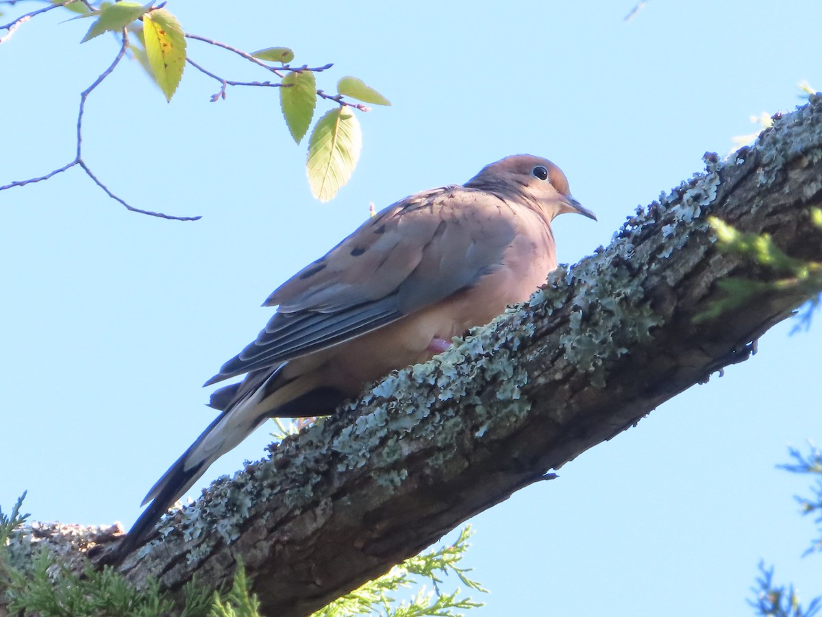 Mourning Dove - ML610138572