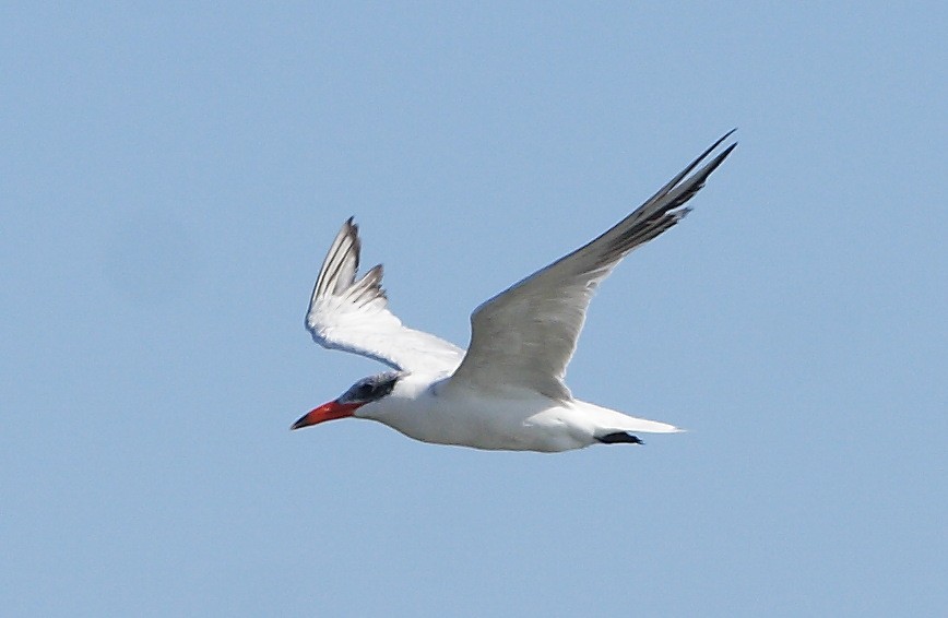 Caspian Tern - ML610138601