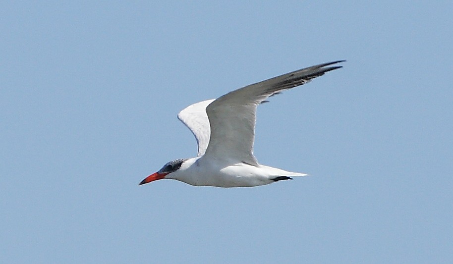 Caspian Tern - ML610138603