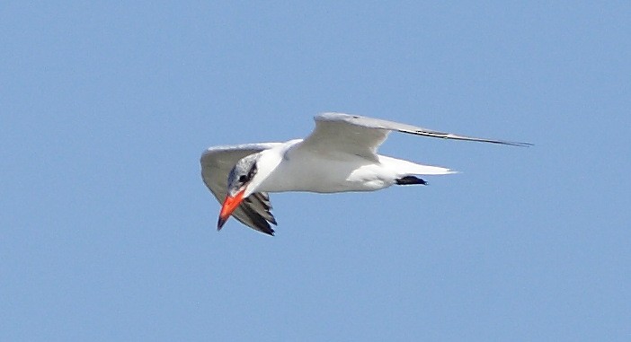 Caspian Tern - ML610138604