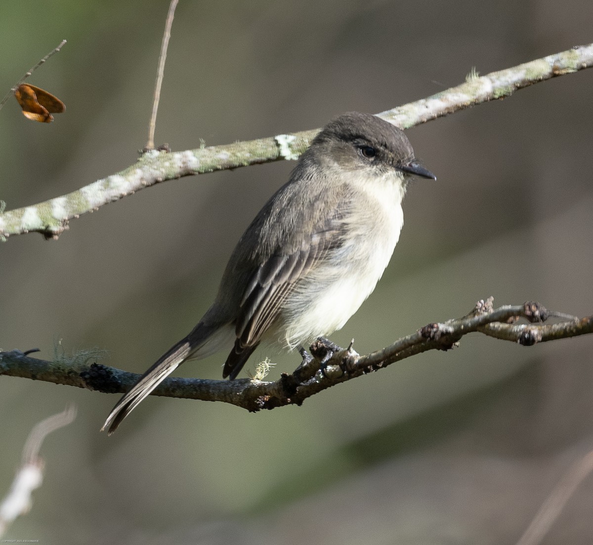 Eastern Phoebe - ML610138763