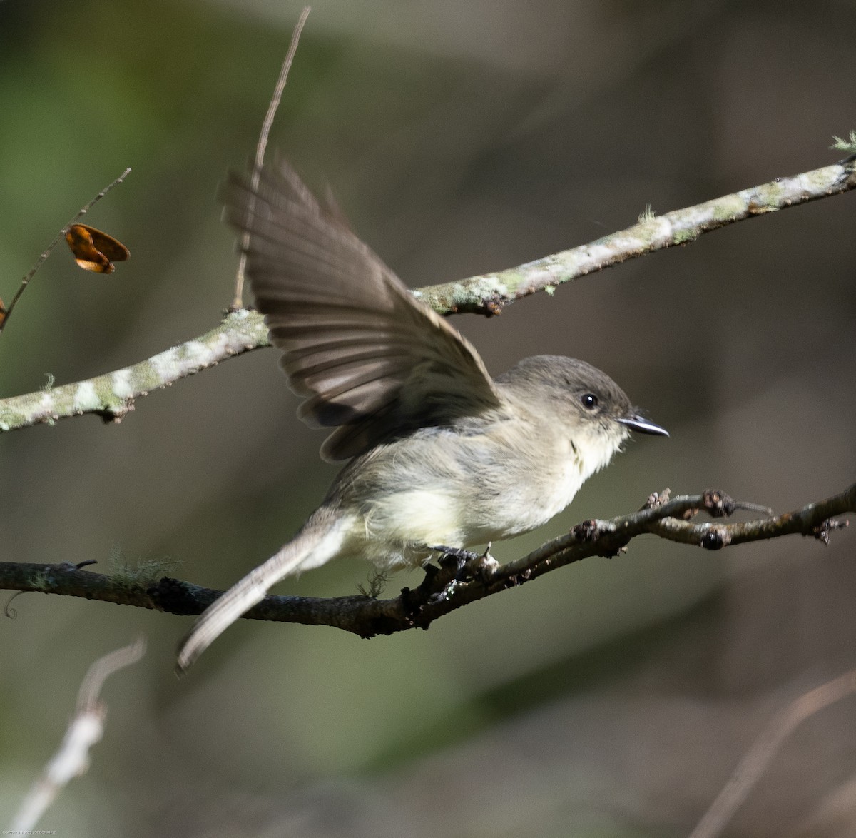 Eastern Phoebe - ML610138764