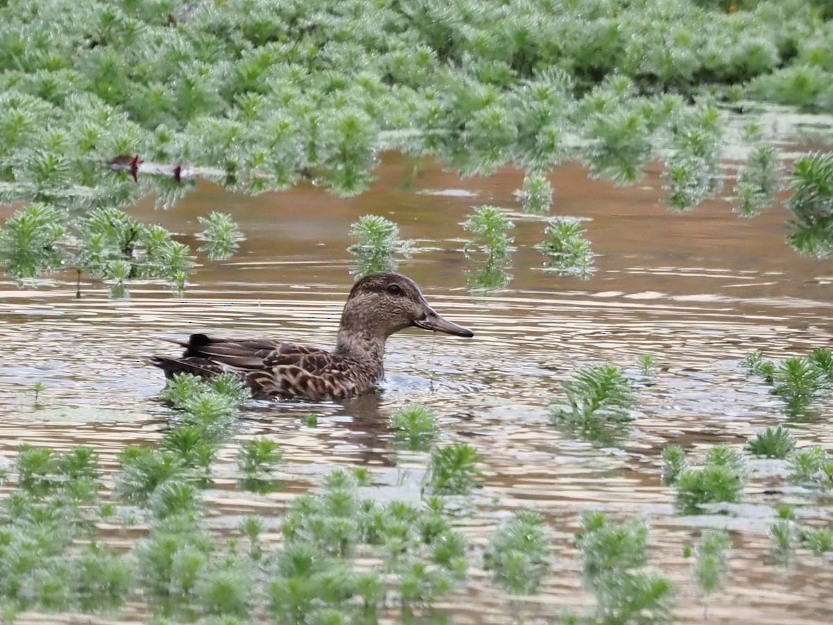 Green-winged Teal - ML610138768